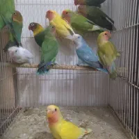 طوطی کوتوله برزیلی نر تک و ماده تک همه آماده|پرنده|مشهد, سرافرازان|دیوار