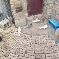 ۶ عدد کبوتر|پرنده|مرند, |دیوار