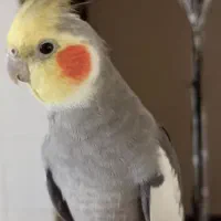 عروس هلندی نرسختگو