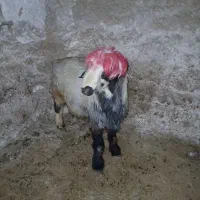 کوهه کاوه بذری  درجه یک کامفیروز|حیوانات مزرعه|شیراز, دانشگاه شیراز|دیوار