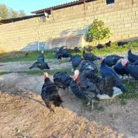 بوقلمون|حیوانات مزرعه|گنبد کاووس, |دیوار