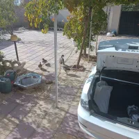 مرغ تخم گذار  داری با قوغاز عوض میکنم