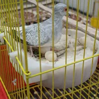 پرنده کبوترفنچ طوطی|پرنده|کرمانشاه, |دیوار