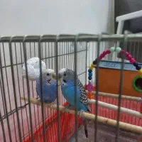 یک جفت مرغ عشق|پرنده|فردیس, داوری|دیوار