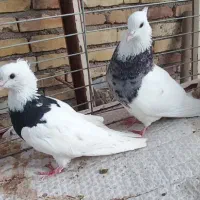 کبوتر‌طوقی