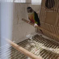 عروس هلندی گرینچک