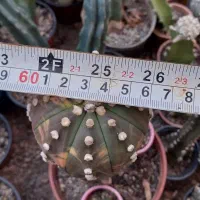 کاکتوس ابلق|گل و گیاه طبیعی|پاکدشت, پاکدشت (مامازند)|دیوار