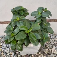 گلهای طبیعی سانسوریا ویشم|گل و گیاه طبیعی|بندر انزلی, چهارفریضه|دیوار