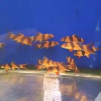 لوچ دلقک/ردلاین