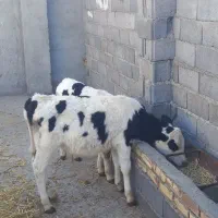 گوساله نر وماده