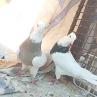 طوقی ناب|پرنده|دره شهر, |دیوار