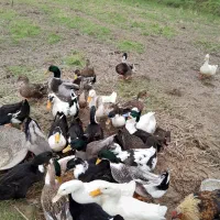 حیوانات خانگی|حیوانات مزرعه|سنگر, |دیوار