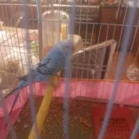 مرغ عشق|پرنده|کرمان, |دیوار