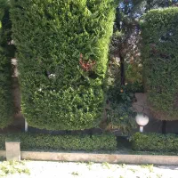 خدمات باغبانی