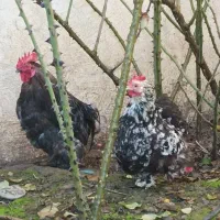 مرغ و خروس کوشین