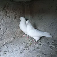 بور بوری  خال پیس گرگی  ابلق سبز پیس