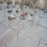 ۱۰طق کفتر پرشی