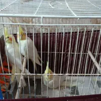 عروس هلندی رام نیمه رام مولد|پرنده|فومن, |دیوار