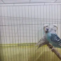 مرغ عشق انگلیسی|پرنده|سقز, |دیوار