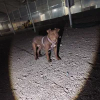 سگ پیتبول گم شده|حیوانات|ارومیه, |دیوار