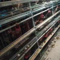 تخم مرغ گلپایگانی