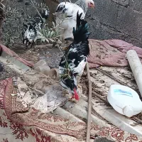 ۳ عدد خروس گلین اصل همشون میخونن