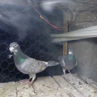 کبوتر جفگاه|پرنده|تربت‌حیدریه, حاجی یار‎|دیوار