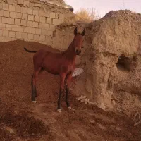 کره مادیان پنج ماهه قره کهر