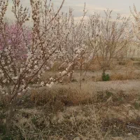 باغ و باغچه|فروش زمین و ملک کلنگی|صباشهر, |دیوار