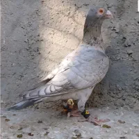 هفت رنگ