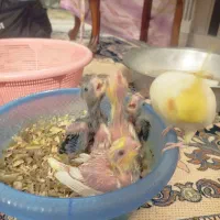 عروس طوطی سرلاکی