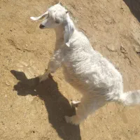 بزغاله شیری. بز