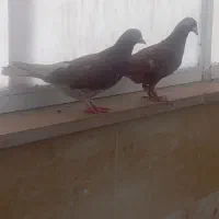 کب.تریه.|پرنده|قم, پردیسان|دیوار