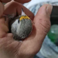 سهره فیروزکوه|پرنده|پاکدشت, حصار امیر|دیوار