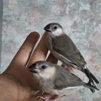 جوجه فنچ نرگسی سیلور دستی|پرنده|شیراز, شهرک والفجر|دیوار