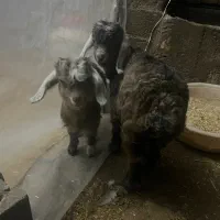 بره بز قیمت مناسب|حیوانات مزرعه|اردبیل, |دیوار