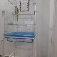 طوطی ملنگو سخنگو فنچ سهره گرینچیک