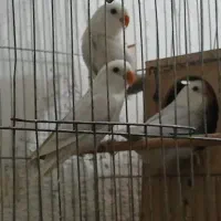 طوطی برزیلی