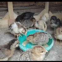 جوجه گلین لری