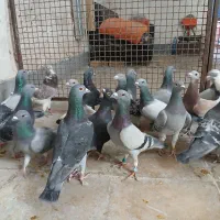 کفتر پلاکی و مسافتی وشناسنامه دار|پرنده|شیراز, شهرک زینبیه|دیوار