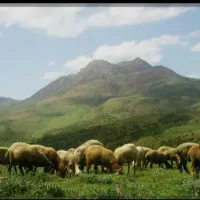 ۳عدد گوسفند جوان سالم