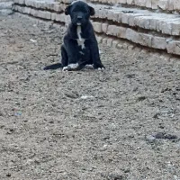 توله ماده افقان|سگ|تربت‌حیدریه, فتح المبین|دیوار