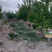 دامپروری  ۳۰۰راسی