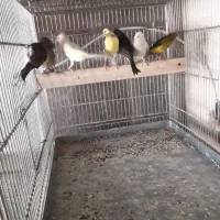 ۲۵ عددقناری درجه یک|پرنده|نهاوند, |دیوار