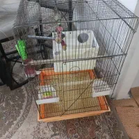 قفس باوسایل داخلش 800/000