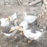 غاز|حیوانات مزرعه|خورموج, |دیوار