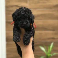 سگ توی پودل / بلک / توله تیکاپ