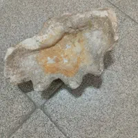 سنگ فسیل