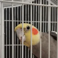 عروس سیامون نر