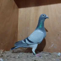 پلاکی مسابقاتی مقام دار با پرینت